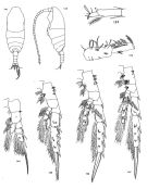 Espèce Spinocalanus terranovae - Planche 1 de figures morphologiques