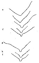 Espèce Scaphocalanus magnus - Planche 18 de figures morphologiques