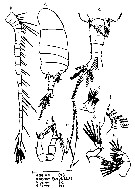 Species Pseudodiaptomus nankauriensis - Plate 1 of morphological figures