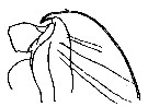Espèce Pseudochirella pustulifera - Planche 8 de figures morphologiques