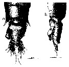 Espèce Gaussia princeps - Planche 24 de figures morphologiques