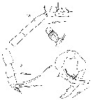 Espèce Gaussia princeps - Planche 25 de figures morphologiques