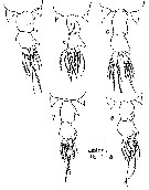 Espèce Labidocera kröyeri - Planche 11 de figures morphologiques