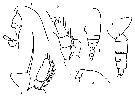 Espèce Gaetanus brevispinus - Planche 23 de figures morphologiques