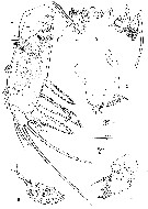 Espèce Aegisthus mucronatus - Planche 8 de figures morphologiques