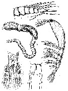 Espèce Monstrilla capitellicola - Planche 1 de figures morphologiques