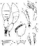 Espèce Oncaea mediterranea - Planche 17 de figures morphologiques