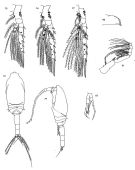 Species Spinocalanus horridus - Plate 5 of morphological figures