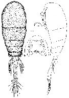 Espèce Pseudolubbockia dilatata - Planche 2 de figures morphologiques