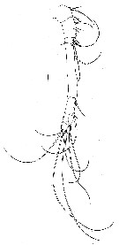 Espèce Pseudolubbockia dilatata - Planche 3 de figures morphologiques