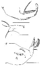 Espèce Pseudolubbockia dilatata - Planche 5 de figures morphologiques