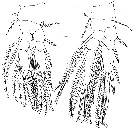 Espèce Pseudolubbockia dilatata - Planche 7 de figures morphologiques