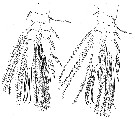 Espèce Pseudolubbockia dilatata - Planche 8 de figures morphologiques