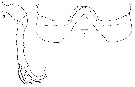 Espèce Lubbockia wilsonae - Planche 6 de figures morphologiques