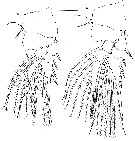 Species Lubbockia wilsonae - Plate 9 of morphological figures