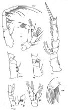 Species Monacilla typica - Plate 3 of morphological figures