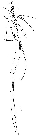 Espèce Ratania atlantica - Planche 7 de figures morphologiques