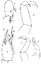 Espèce Sapphirina angusta - Planche 13 de figures morphologiques