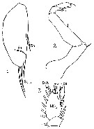 Espèce Sapphirina iris - Planche 6 de figures morphologiques