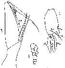 Espèce Sapphirina metallina - Planche 8 de figures morphologiques