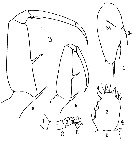 Espèce Sapphirina stellata - Planche 6 de figures morphologiques