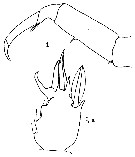 Espèce Sapphirina sinuicauda - Planche 5 de figures morphologiques