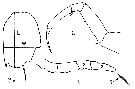 Espèce Sapphirina darwini - Planche 7 de figures morphologiques