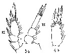 Espèce Sapphirina gemma - Planche 7 de figures morphologiques