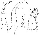 Espèce Sapphirina scarlata - Planche 6 de figures morphologiques