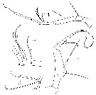 Espèce Copilia vitrea - Planche 3 de figures morphologiques