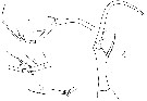 Espèce Copilia mediterranea - Planche 8 de figures morphologiques