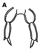 Espèce Parvocalanus crassirostris - Planche 20 de figures morphologiques