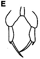 Espèce Paracalanus indicus - Planche 19 de figures morphologiques