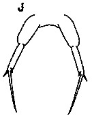 Espèce Paracalanus denudatus - Planche 9 de figures morphologiques