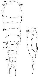 Espèce Sapphirina iris - Planche 7 de figures morphologiques