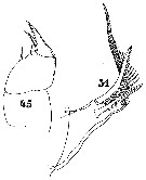 Espèce Sapphirina iris - Planche 8 de figures morphologiques