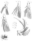 Espèce Spinocalanus longicornis - Planche 4 de figures morphologiques