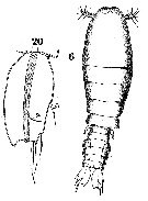 Espèce Sapphirina angusta - Planche 14 de figures morphologiques