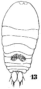 Species Sapphirina pyrosomatis - Plate 6 of morphological figures