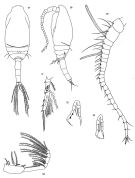 Species Spinocalanus longicornis - Plate 5 of morphological figures