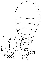 Species Sapphirina sinuicauda - Plate 7 of morphological figures