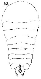 Espèce Sapphirina nigromaculata - Planche 21 de figures morphologiques
