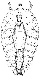 Espèce Sapphirina opalina - Planche 19 de figures morphologiques