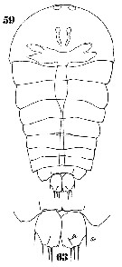 Species Sapphirina darwini - Plate 9 of morphological figures