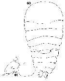 Espèce Sapphirina scarlata - Planche 10 de figures morphologiques