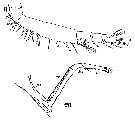 Species Sapphirina ovatolanceolata - Plate 21 of morphological figures