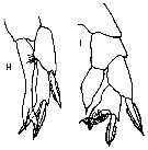 Species Ridgewayia sp. - Plate 2 of morphological figures