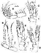 Espèce Hondurella verrucosa - Planche 3 de figures morphologiques