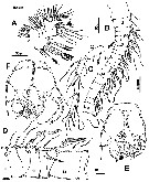 Espèce Hondurella verrucosa - Planche 5 de figures morphologiques