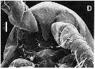 Espèce Hondurella verrucosa - Planche 7 de figures morphologiques